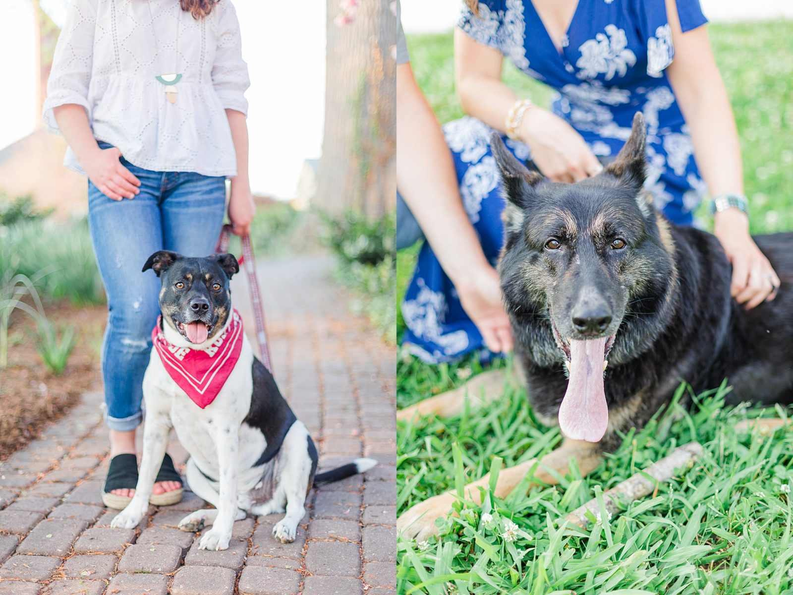 Dog Photoshoot Ideas | Tips for Pictures of Your Dog