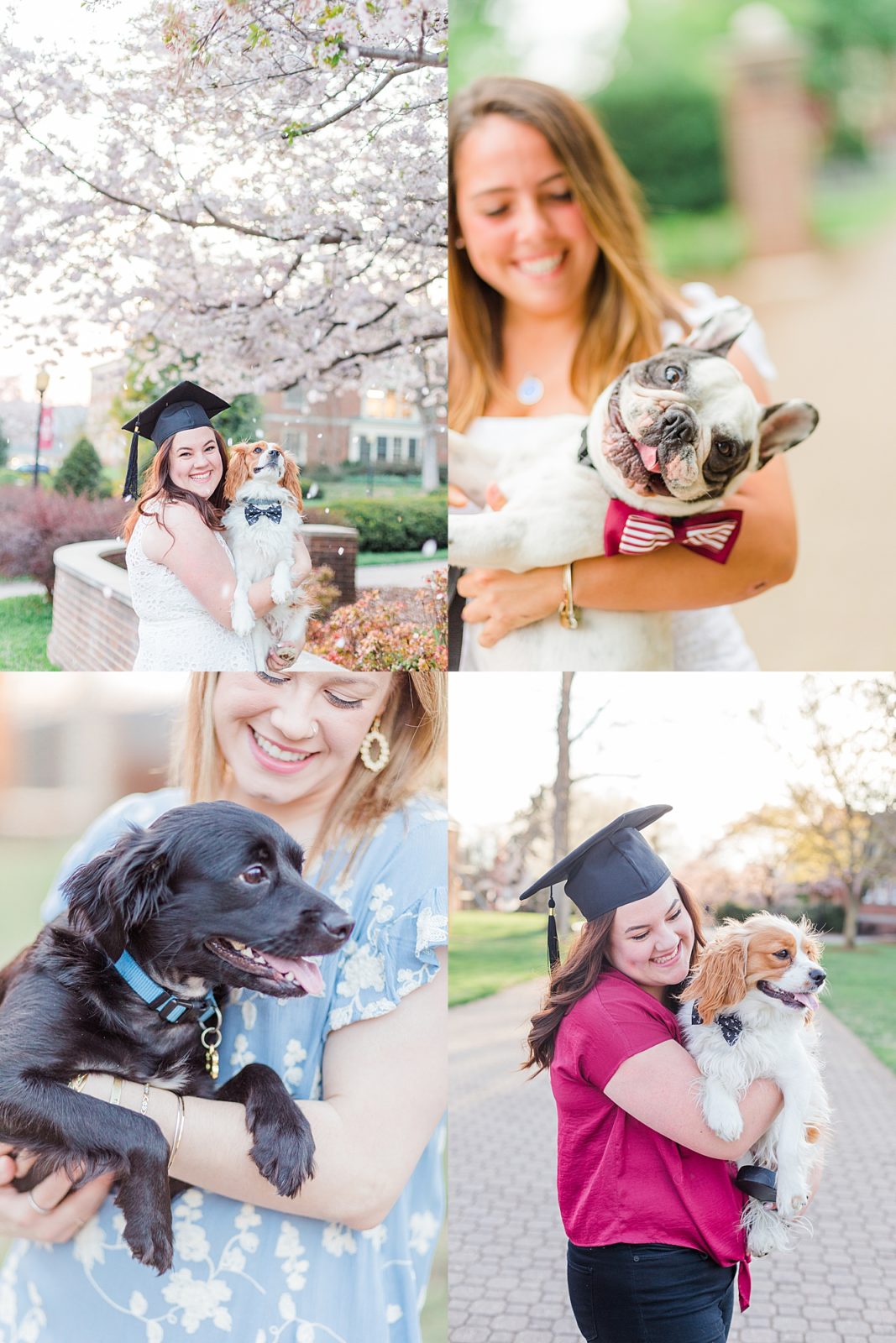 Dog Photoshoot Ideas | Tips for Pictures of Your Dog