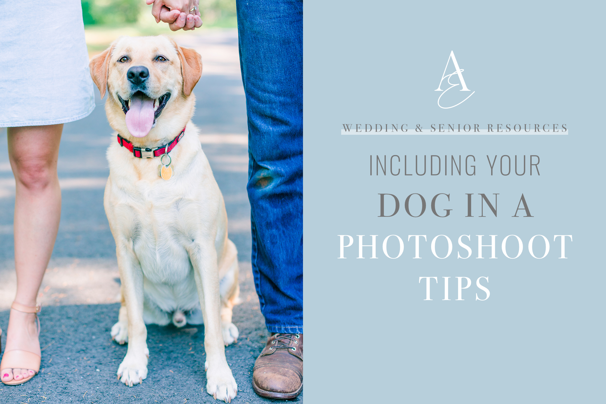 Graphic for dog photoshoot ideas
