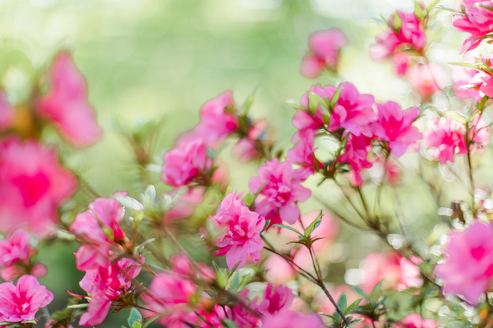 Pink Azaleas in Spring time.