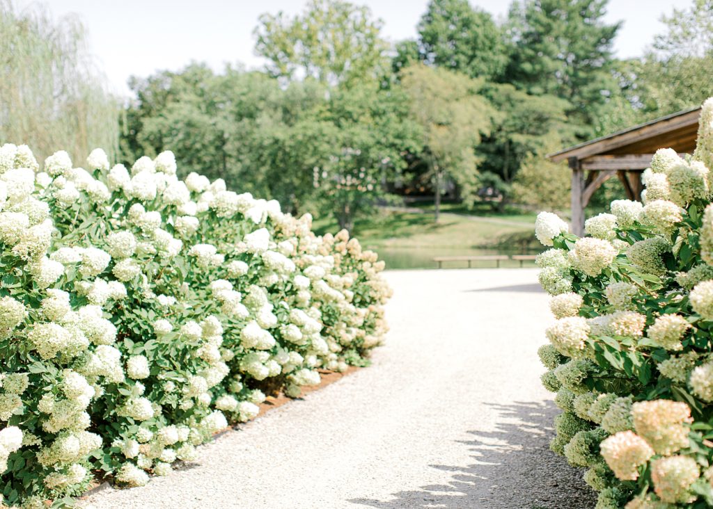 Summer time at Big Spring Farm with hydrangeas in full bloom.
