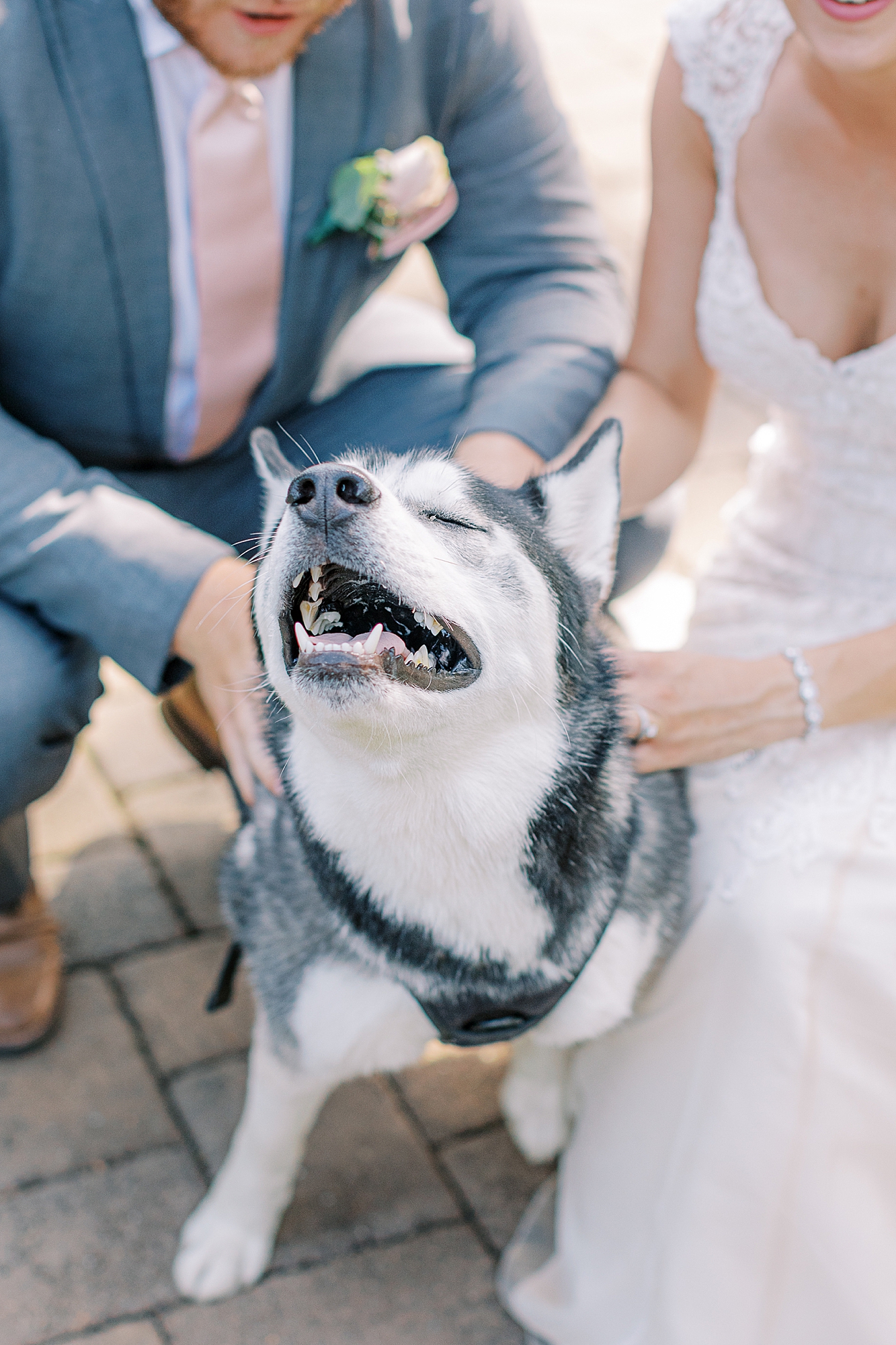 Dog smiling at wedding.