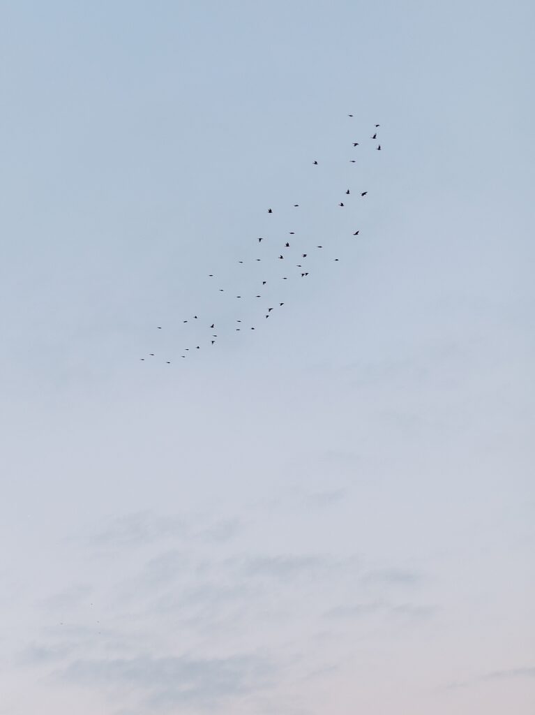 Birds flying in sky.